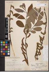 Foto von Salix cinerea L.